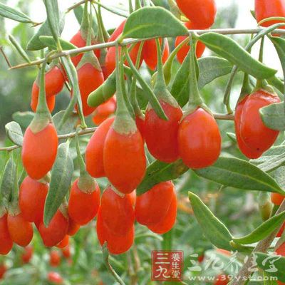 枸杞是天然食物中含玉米黃素最豐富的食物