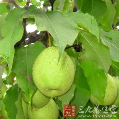 處理過的梨汁少味淡，有時還會伴有異味和腐臭味