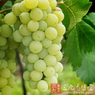 這種葡萄顏色不均，含糖量少，汁少味淡