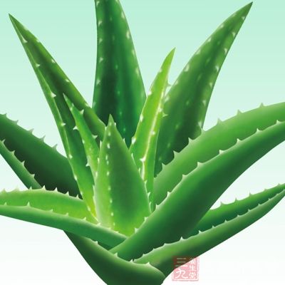 1片蘆荟葉去皮取葉肉搗成汁