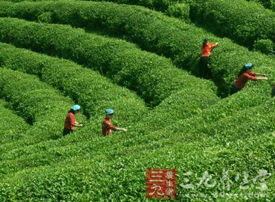 新茶中的茶多酚、咖啡鹼含量比較高，特別容易對胃產生刺激作用