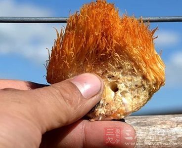 猴頭菇它屬真菌類食品，能利五髒、助消化，常食能增強機體免疫力