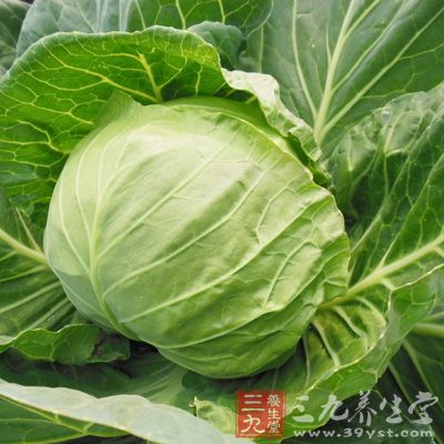 而且在包心菜中還含有大量的維生素C