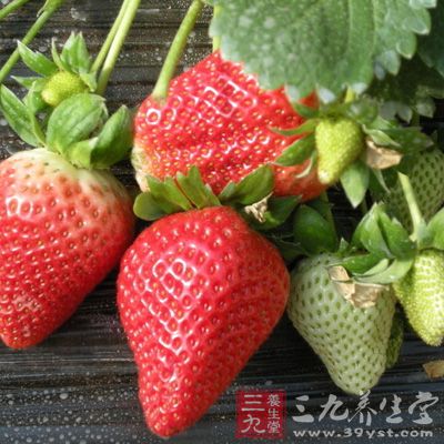 草莓用了催熟劑或其他激素類藥後生長期變短