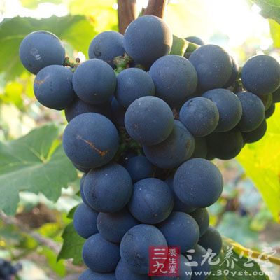 把尚未成熟的青葡萄放入乙烯利稀釋溶液中浸濕,過一兩天青葡萄就變成了紫葡萄。這種葡萄顏色不均,含糖量少,汁少味淡,長期食用對人體有害。 把尚未成熟的青葡萄放入乙烯利稀釋溶液中浸濕,過一兩天青葡萄就變成了紫葡萄。這種葡萄顏色不均,含糖量少,汁少味淡,長期食用對人體有害。