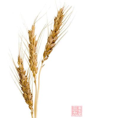 大麥是屬於和本科植物 大麥是屬於和本科植物