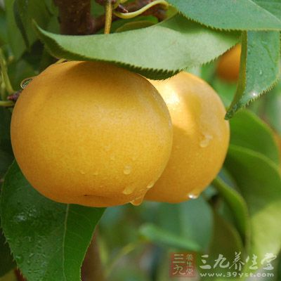 梨能潤肺止咳,但適宜於燥咳 梨能潤肺止咳,但適宜於燥咳