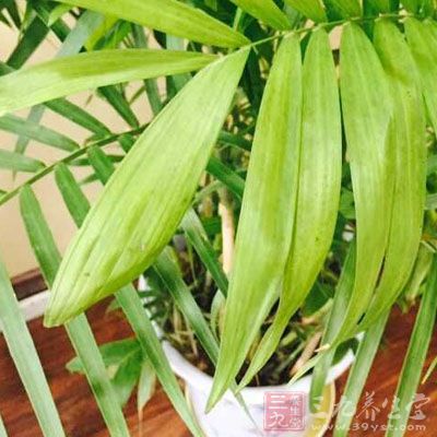 這種很尋常的野菜含有豐富的天然抗生素