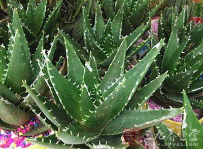 植物--盆栽-蘆荟-王瑩拍-王妍