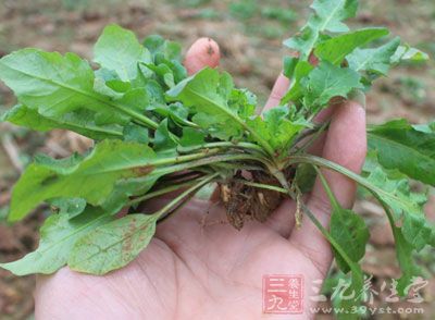 “城中桃李愁風雨，春在溪頭荠菜花”