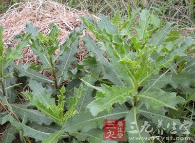 春季采摘野菜警防食物中毒