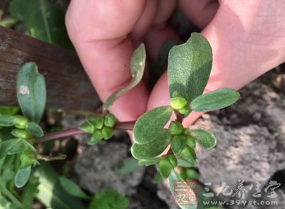 馬齒苋等野菜，需要焯一下徹底去除塵土和小蟲