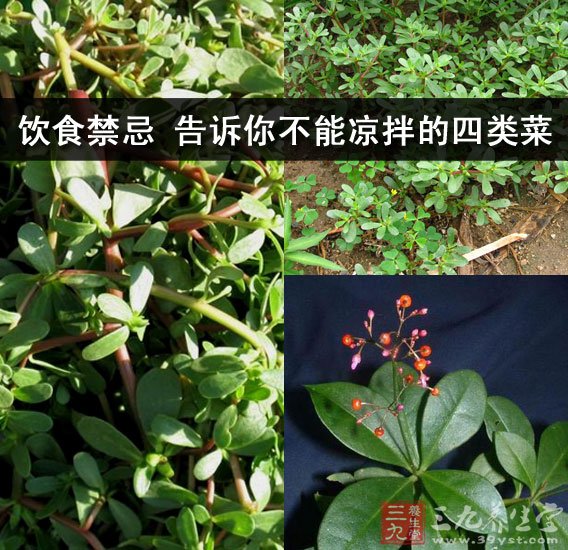 馬齒苋等野菜