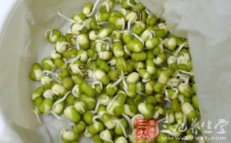 黃豆芽要比綠豆芽好發