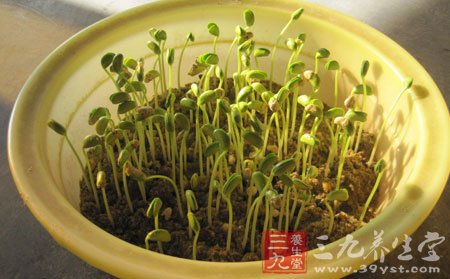 素炒黃豆芽