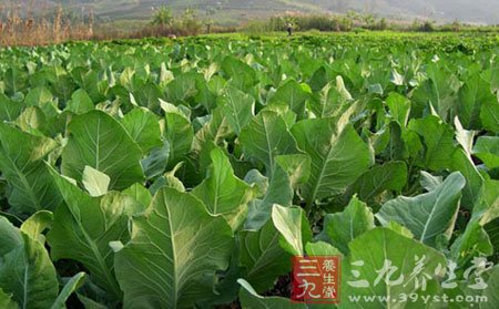 橄榄菜味道清爽