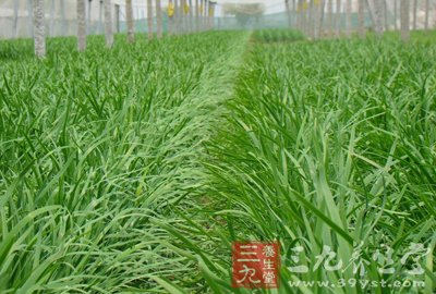 韭菜與牛肉相克因為都屬熱性食物