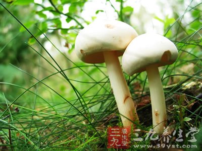 蘑菇