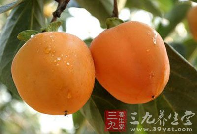柿子本身性質寒澀而斂滯有滋陰潤燥的作用