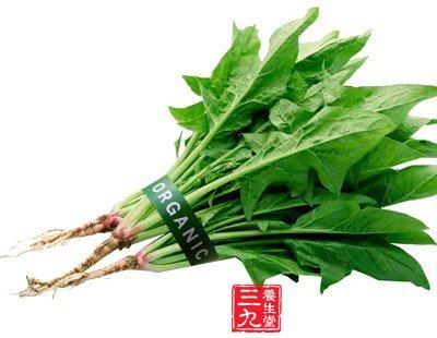 菠菜中所含有的各種營養物質