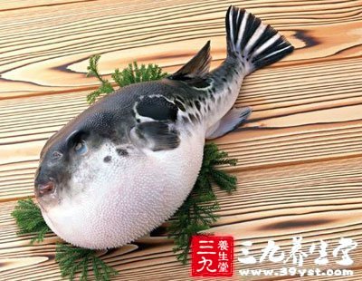 河豚魚是世界上第二毒的脊椎動物