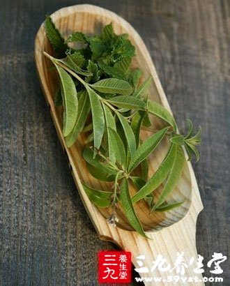 吃新鮮茶葉會食物中毒