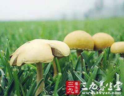 驗鈔機可驗熒光蘑菇