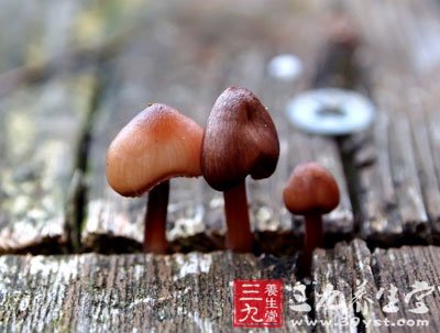 蘑菇中毒怎麼辦