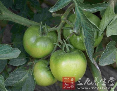 未成熟的青西紅柿含有毒性物質