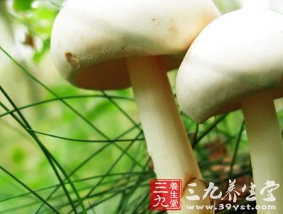 蘑菇的種類千千萬萬 其中約百多種據說有毒