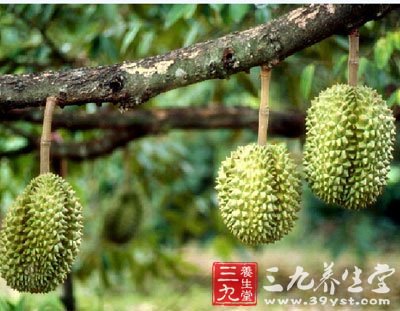 榴蓮的營養價值