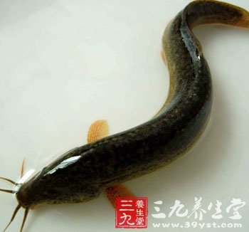 黃鳝