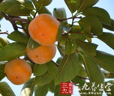 柿子