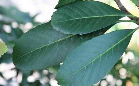 枇杷葉茶的做法 如何自制枇杷葉茶 枇杷葉茶要怎麼做