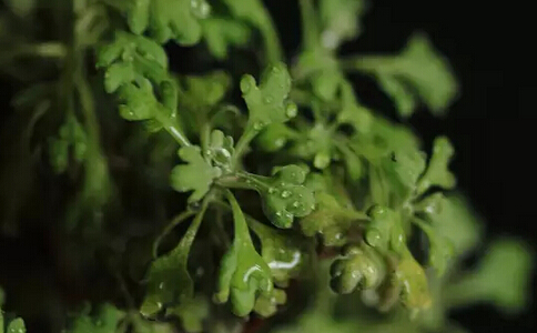 如何自制減肥茶 自制茵陳減肥茶的方法 茵陳減肥茶要如何自制