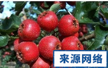 山楂營養功效 如何自制山楂飲料幫助減肥 日常如何自制減肥山楂飲料