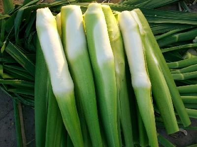 減肥晚餐 白色食物來助陣