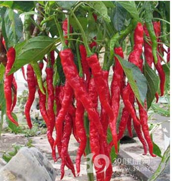 常吃點辣椒能減肥