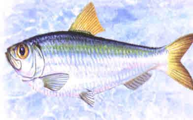 青魚·美食中國圖片-meishichina.com
