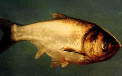 鲢魚·美食中國圖片-meishichina.com