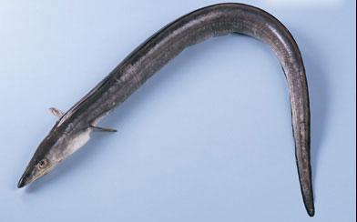 鳗魚·美食中國圖片-meishichina.com