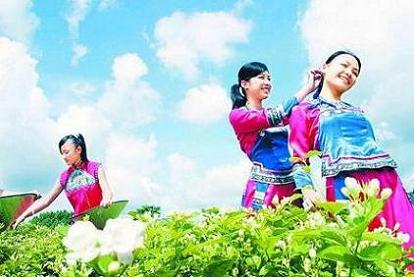  減肥防輻射 哪種花草茶最有效 