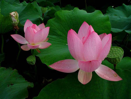 吃荷葉減肥 10天瘦5斤