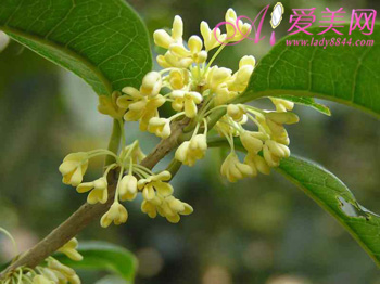  冬季減肥最適宜喝的花草茶 