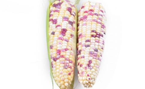 減肥粥:玉米粥的做法 夏季減肥粥自制大全 減肥粥的做法大全 夏季如何自制減肥粥