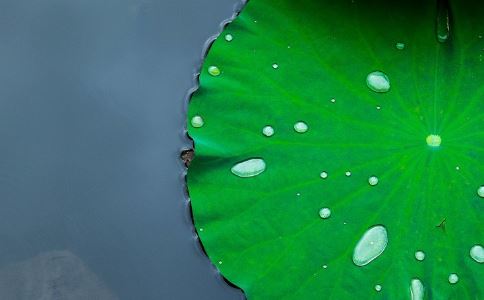 自制減肥粥的方法 夏季如何自制減肥粥 荷葉粥的做法