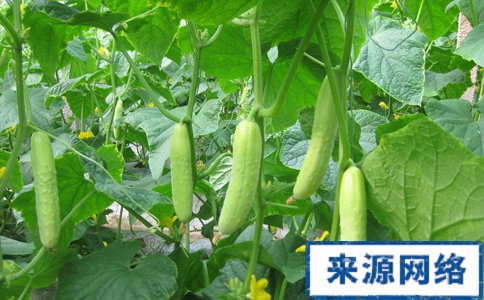 吃什麼能減肥排毒 吃了能減肥排毒的食物有什麼 什麼食物吃了能減肥