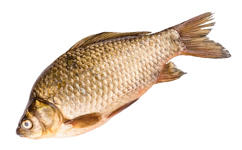 自制減肥湯的做法 如何自制減肥湯 鯉魚補血減肥湯的做法