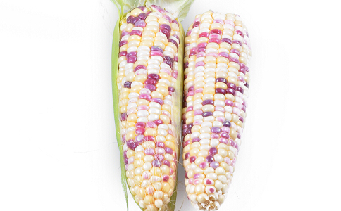 玉米減肥方法好嗎 玉米怎麼吃可以減肥 玉米減肥食譜有哪些