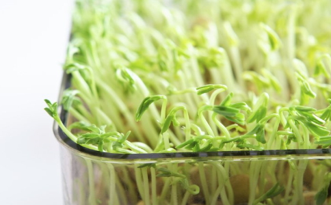 節食減肥效果好嗎 哪些蔬菜可以減肥 冬季減肥吃什麼水果